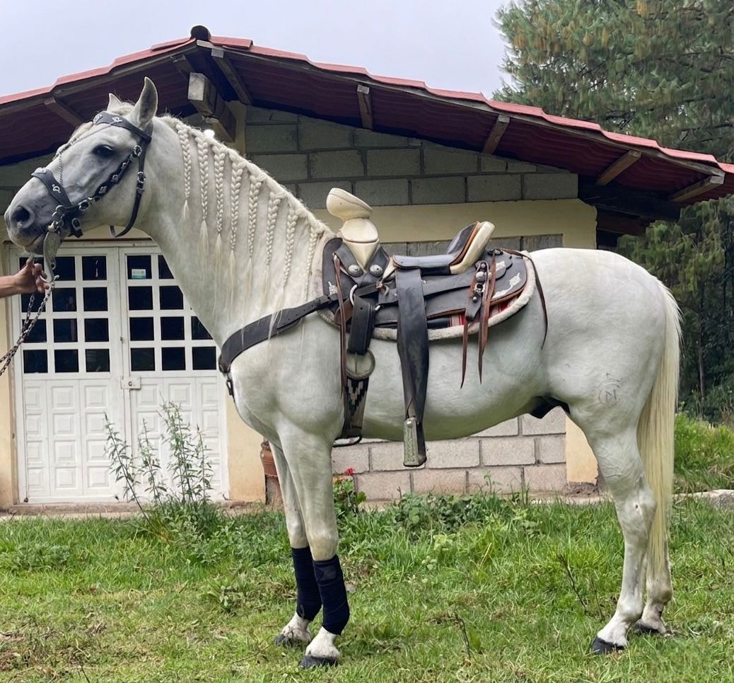 Adiestramiento para caballos en LA CABALLERÍA